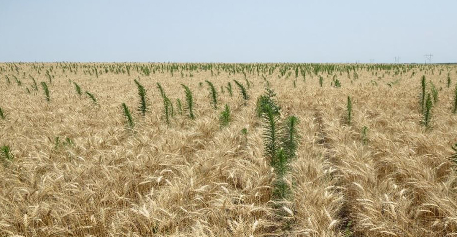 winter-wheat-marestail-weeds-post-harvest-bob-klein-0716f1-1448a_0_0